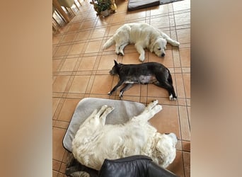 Blacky - freundlich, sehr menschenbezogen und verträglich