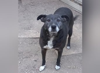 Blacky - freundlich, sehr menschenbezogen und verträglich