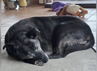 Blacky - freundlich, sehr menschenbezogen und verträglich