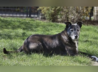 Blacky - freundlich, sehr menschenbezogen und verträglich