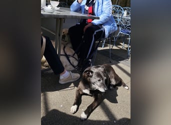 Blacky - freundlich, sehr menschenbezogen und verträglich