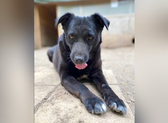 Percy - sanftmütig und verträglich, ein wenig schüchtern