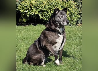 Blacky - freundlich, sehr menschenbezogen und verträglich