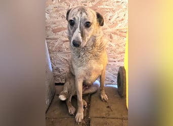 Layla - lieb, zart und noch schüchtern