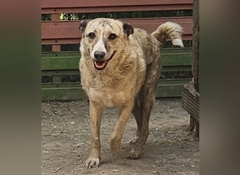 Layla - lieb, zart und noch schüchtern