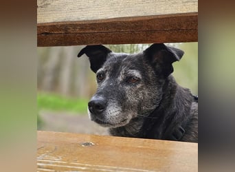 Blacky - freundlich, sehr menschenbezogen und verträglich