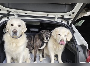 Blacky - freundlich, sehr menschenbezogen und verträglich