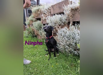 Ninpha geb. 07/2024 (in Deutschland) - fröhliche und aktive Hundepartnerin!