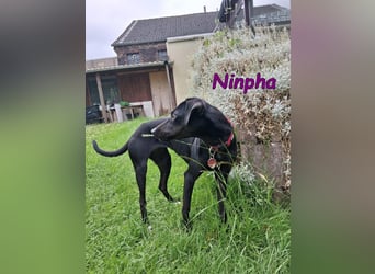 Ninpha geb. 07/2024 (in Deutschland) - fröhliche und aktive Hundepartnerin!
