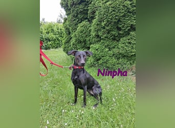 Ninpha geb. 07/2024 (in Deutschland) - fröhliche und aktive Hundepartnerin!