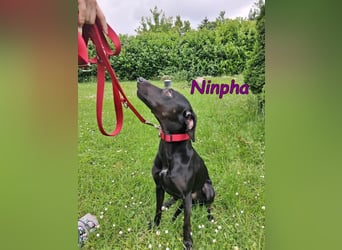 Ninpha geb. 07/2024 (in Deutschland) - fröhliche und aktive Hundepartnerin!