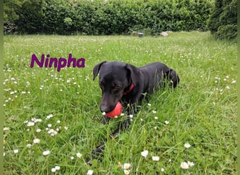 Ninpha geb. 07/2024 (in Deutschland) - fröhliche und aktive Hundepartnerin!