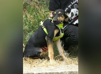 Guszti – raus aus dem Tierheim, rein ins Leben!