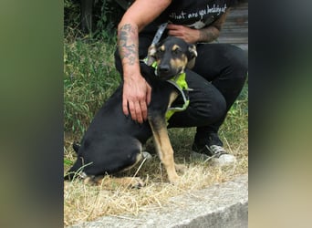 Guszti – raus aus dem Tierheim, rein ins Leben!