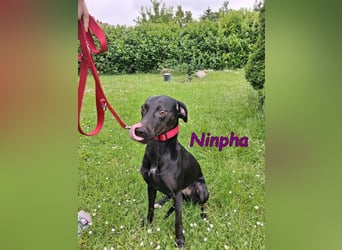 Ninpha geb. 07/2024 (in Deutschland) - fröhliche und aktive Hundepartnerin!