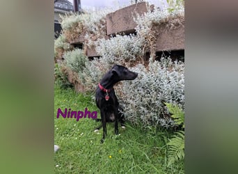 Ninpha geb. 07/2024 (in Deutschland) - fröhliche und aktive Hundepartnerin!
