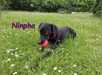 Ninpha geb. 07/2024 (in Deutschland) - fröhliche und aktive Hundepartnerin!