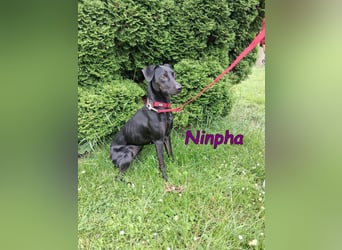 Ninpha geb. 07/2024 (in Deutschland) - fröhliche und aktive Hundepartnerin!