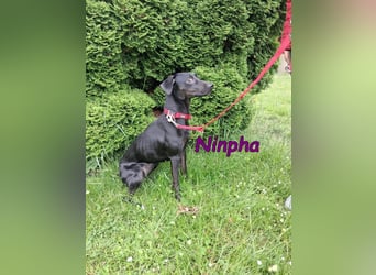Ninpha geb. 07/2024 (in Deutschland) - fröhliche und aktive Hundepartnerin!