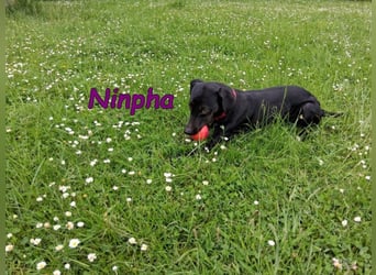 Ninpha geb. 07/2024 (in Deutschland) - fröhliche und aktive Hundepartnerin!