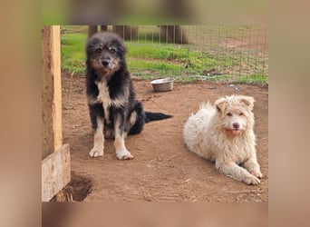 Jupp, Rüde, *ca. 10.04.2024, ca. kniehoch, vorsichtig, freundlich, lustig, verspielt, verschmust