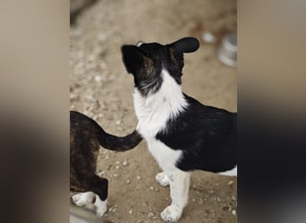 Hedi, Hündin, *ca. 02.10.2025, ca. kniehoch werdend, menschenbezogen, aufgeschlossen, fröhlich