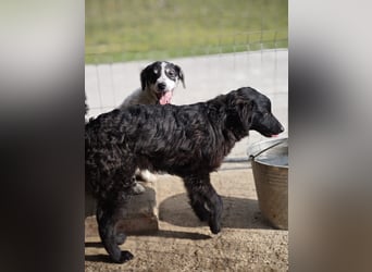 Pucki, Rüde, *ca. 27.09.2025, vermutlich kniehoch werdend, Wirbelwind, neugierig, verschmust, fröhli