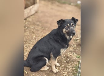 Savannah, Hündin, *ca. 10.01.2021, SH ca. mittelgroß, Mädel, liebevoll, schlau, gerne im Freien, ent