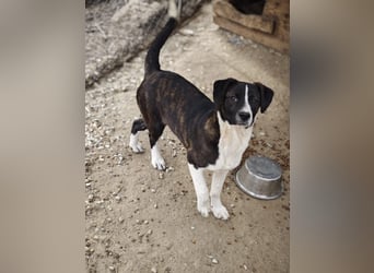 Hedda, Hündin, *ca. 02.10.2025, ca. kniehoch werdend, menschenbezogen, lieb, temperamentvoll, aufges