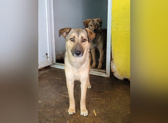 Becky, Hündin, *ca. 20.10.2022, ca. knapp unters Knie, zart, schüchtern, neugierig, sozial