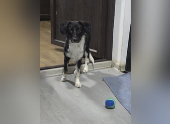 Silja, Hündin,*ca. 08.02.2025, ca. kniehoch, unsicher, aber möchte gerne vertrauen, sucht Körperkont