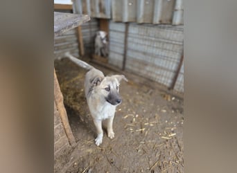 Vicky, Hündin, * 01.08.2025, vermutlich kniehoch werdend, schüchtern, sanft, neugierig, verspielt, s