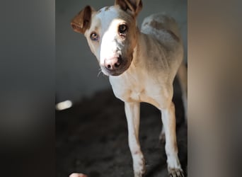 Toffee, Rüde, *ca. 16.02.2020, ca. kniehoch bis mittelgroß, vorsichtig, zurückhaltend, interessiert,
