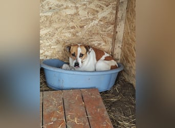 Nara, Hündin, *ca. Dezember 2019, ca. 50 cm, freundlich, ruhig, sozial, verschmust