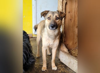 Becky, Hündin, *ca. 20.10.2022, ca. knapp unters Knie, zart, schüchtern, neugierig, sozial