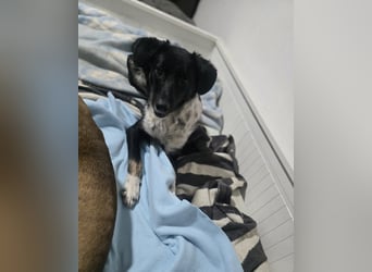 Silja, Hündin,*ca. 08.02.2025, ca. kniehoch, unsicher, aber möchte gerne vertrauen, sucht Körperkont