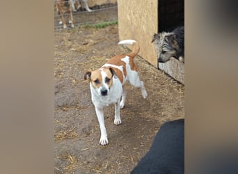 Nara, Hündin, *ca. Dezember 2019, ca. 50 cm, freundlich, ruhig, sozial, verschmust