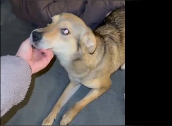 Alany(Gianna), Hündin, *ca. 11.2.24, SH ca. 45 cm, ca. 17kg, sehr unsicher, menschenbezogen, lieb.