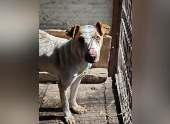 Toffee, Rüde, *ca. 16.02.2020, ca. kniehoch bis mittelgroß, vorsichtig, zurückhaltend, interessiert,