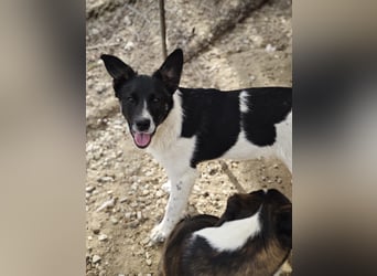 Hedi, Hündin, *ca. 02.10.2025, ca. kniehoch werdend, menschenbezogen, aufgeschlossen, fröhlich