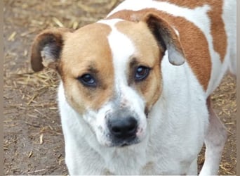 Nara, Hündin, *ca. Dezember 2019, ca. 50 cm, freundlich, ruhig, sozial, verschmust