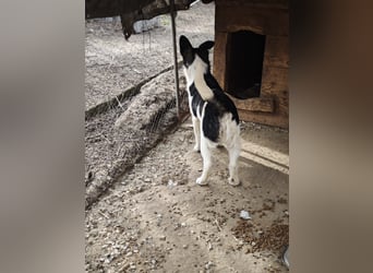 Hedi, Hündin, *ca. 02.10.2025, ca. kniehoch werdend, menschenbezogen, aufgeschlossen, fröhlich