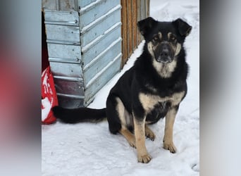 Savannah, Hündin, *ca. 10.01.2021, SH ca. mittelgroß, Mädel, liebevoll, schlau, gerne im Freien, ent