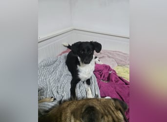 Silja, Hündin,*ca. 08.02.2025, ca. kniehoch, unsicher, aber möchte gerne vertrauen, sucht Körperkont