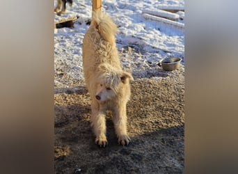 Jupp, Rüde, *ca. 10.04.2024, ca. kniehoch, vorsichtig, freundlich, lustig, verspielt, verschmust