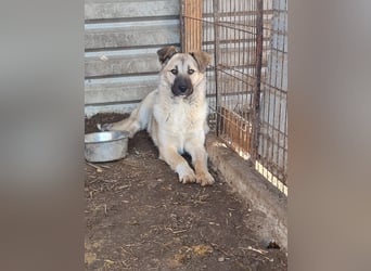 Vicky, Hündin, * 01.08.2025, vermutlich kniehoch werdend, schüchtern, sanft, neugierig, verspielt, s