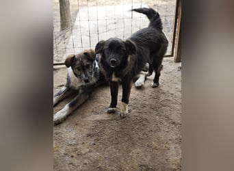 Clarissa, Hündin, *ca. 28.09.2025, ca. kniehoch werdend, freundlich, liebt Streicheleinheiten, versp