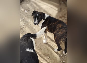 Hedda, Hündin, *ca. 02.10.2025, ca. kniehoch werdend, menschenbezogen, lieb, temperamentvoll, aufges