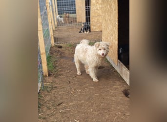 Jupp, Rüde, *ca. 10.04.2024, ca. kniehoch, vorsichtig, freundlich, lustig, verspielt, verschmust