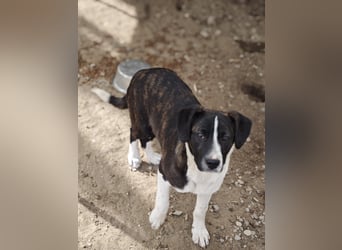 Hedda, Hündin, *ca. 02.10.2025, ca. kniehoch werdend, menschenbezogen, lieb, temperamentvoll, aufges